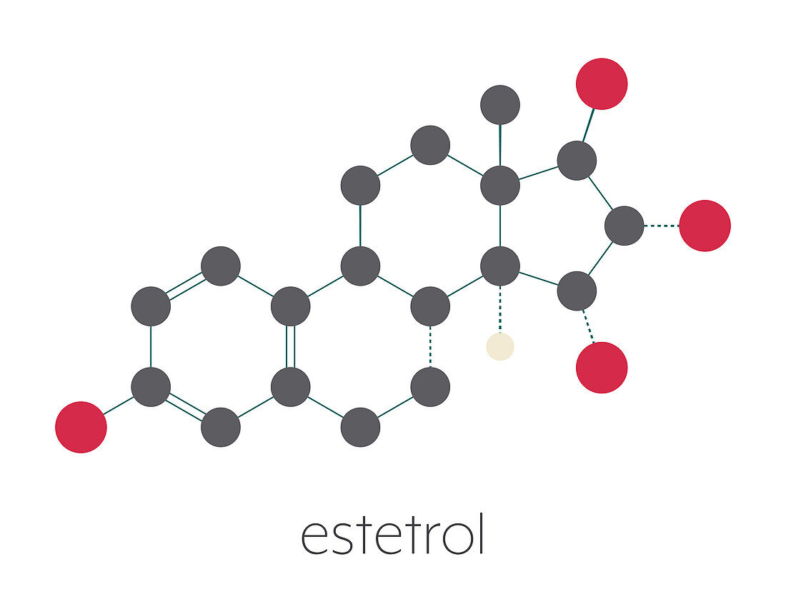 Estetrol natural estrogen hormone molecule