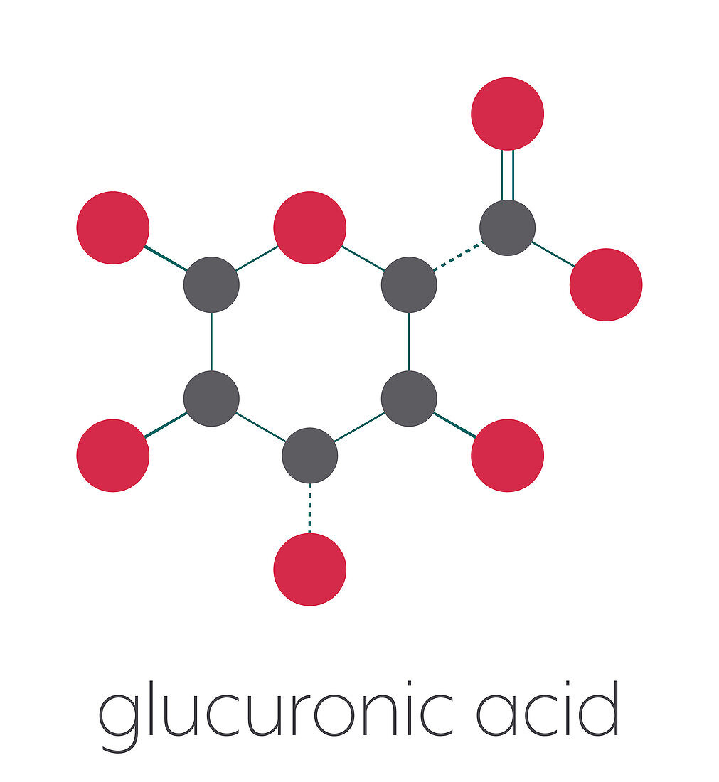 Glucuronic acid molecule