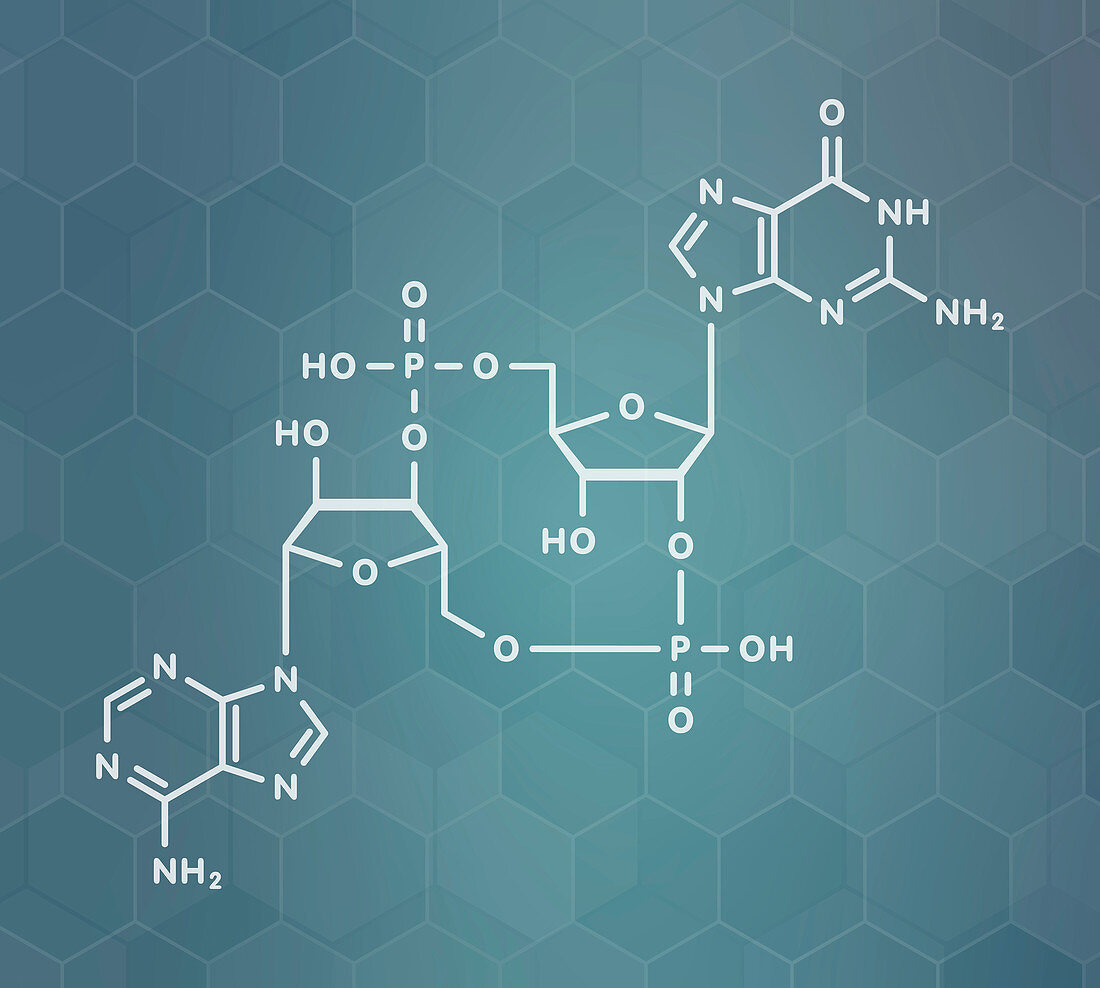 Cyclic guanosine monophosphate-adenosine monophosphate