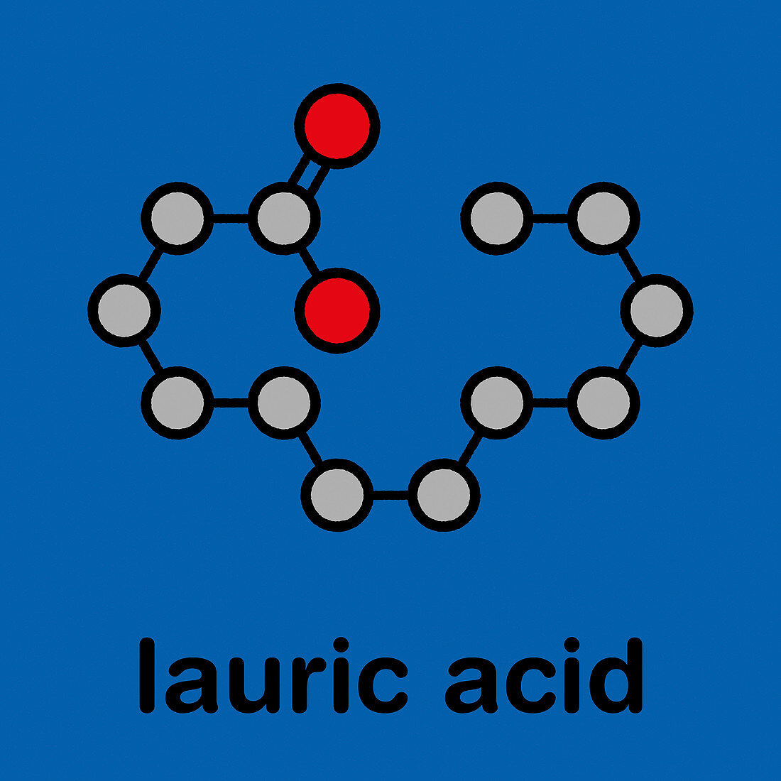 Lauric acid molecule