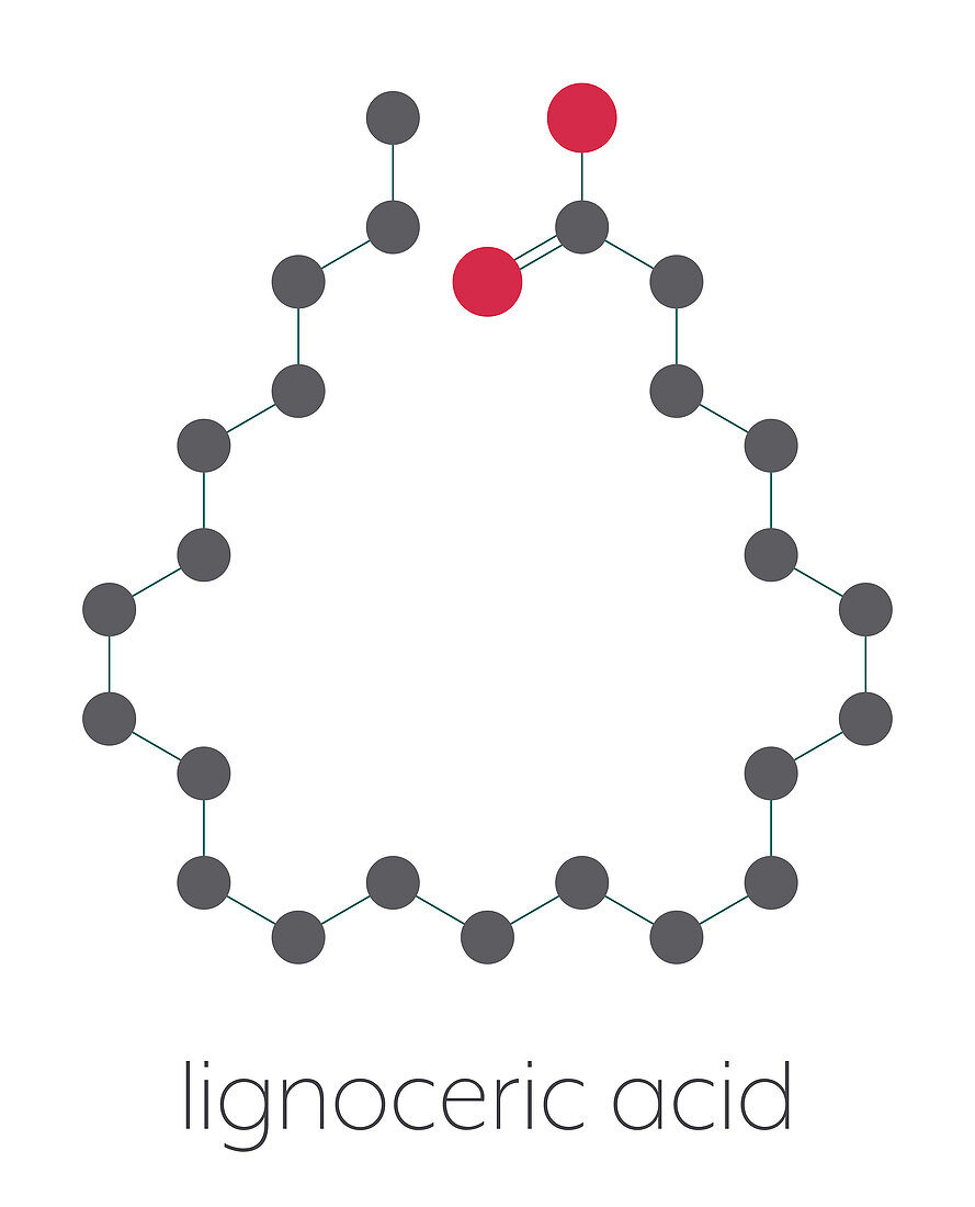 Lignoceric acid molecule