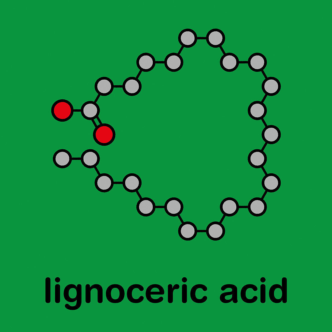 Lignoceric acid molecule