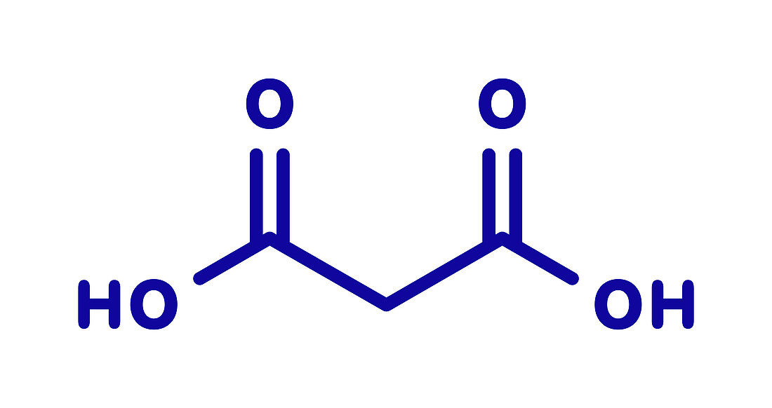 Malonic acid organic dicarboxylic acid molecule