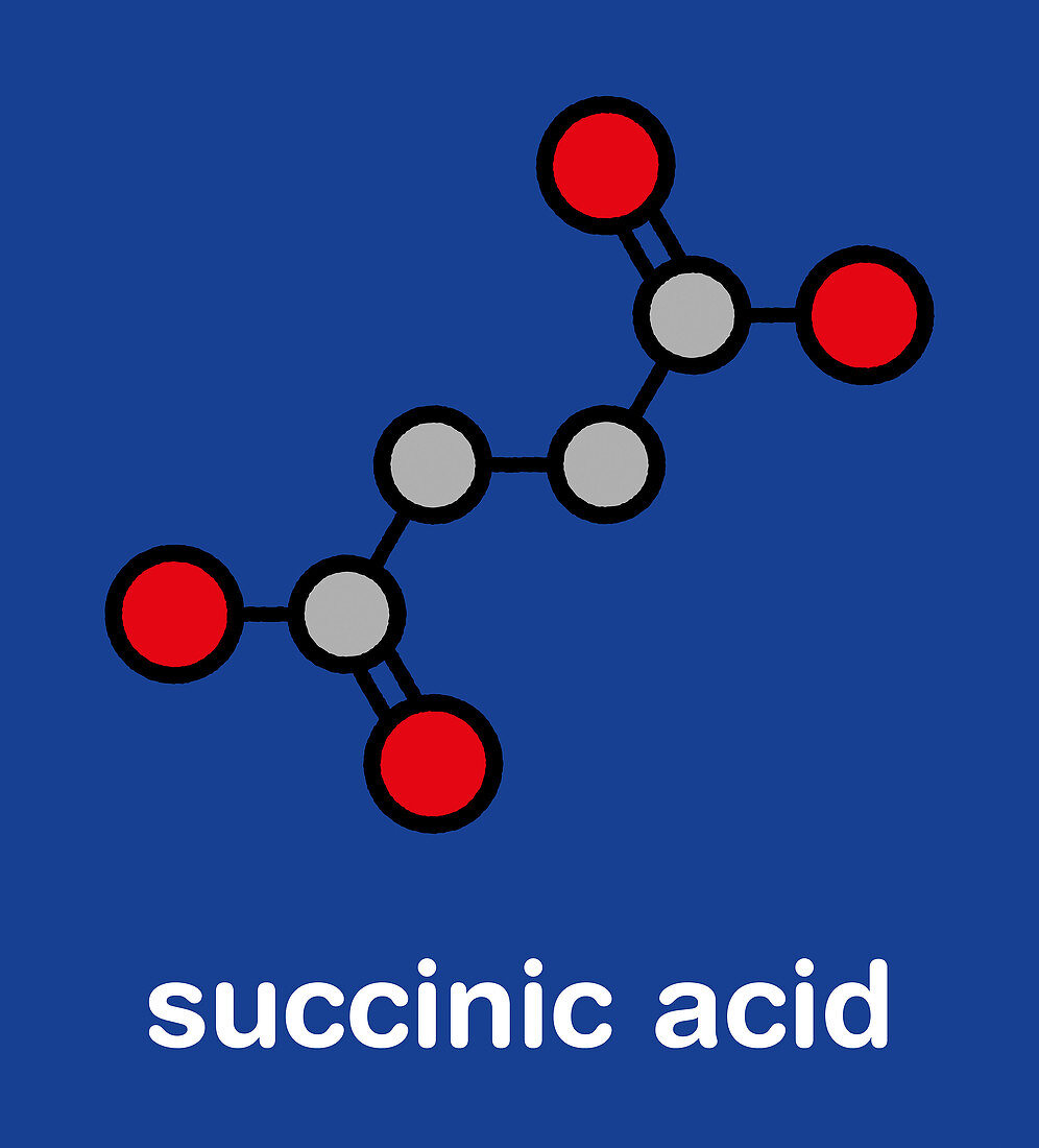 Succinic acid molecule