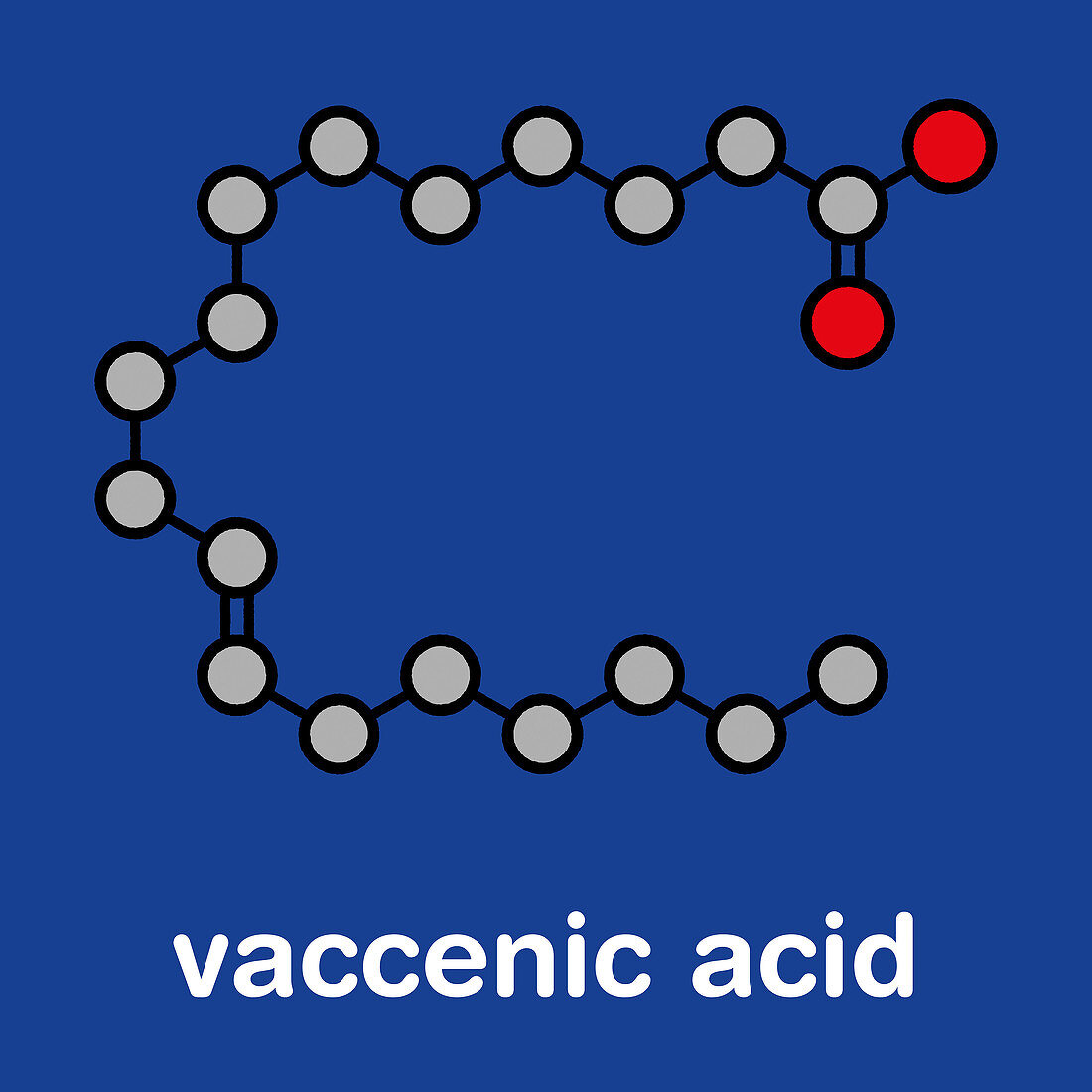 Vaccenic acid molecule