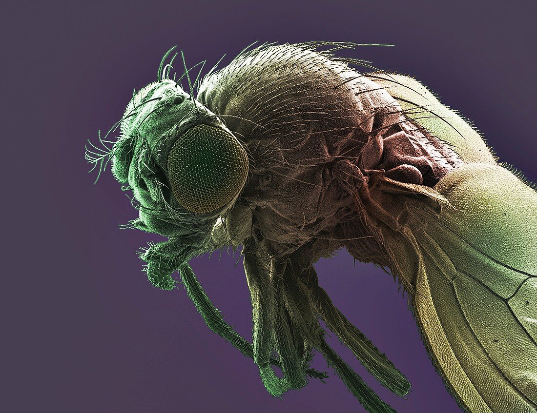 Fruit fly, SEM