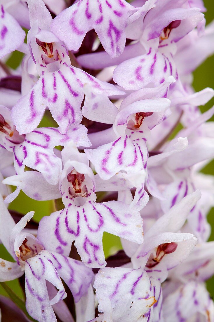 Common Spotted Orchid