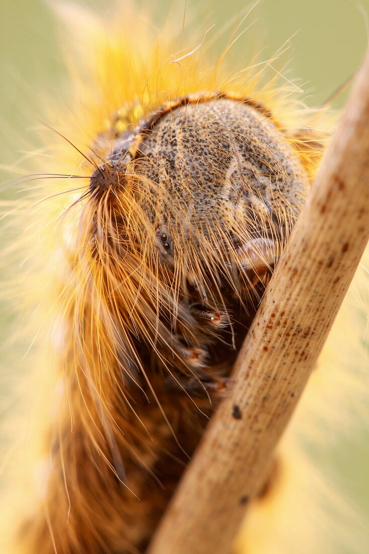 Drinker Moth caterpillar
