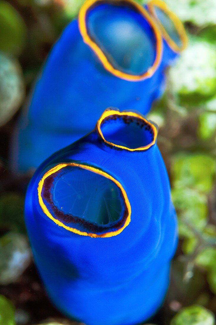 Blue sea squirts