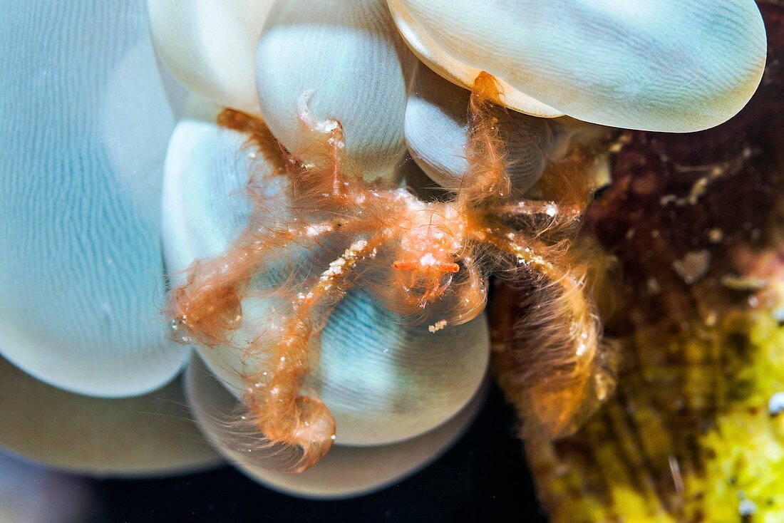 Orang-utan crab on bubble coral