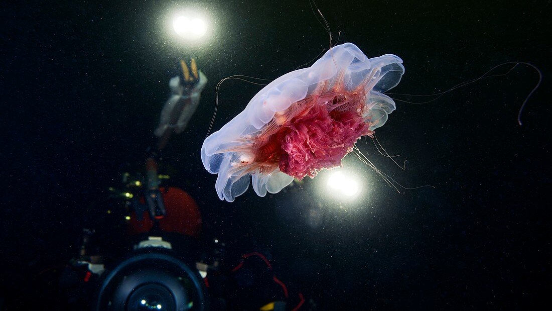 Diver photographing a lion's mane jellyfish