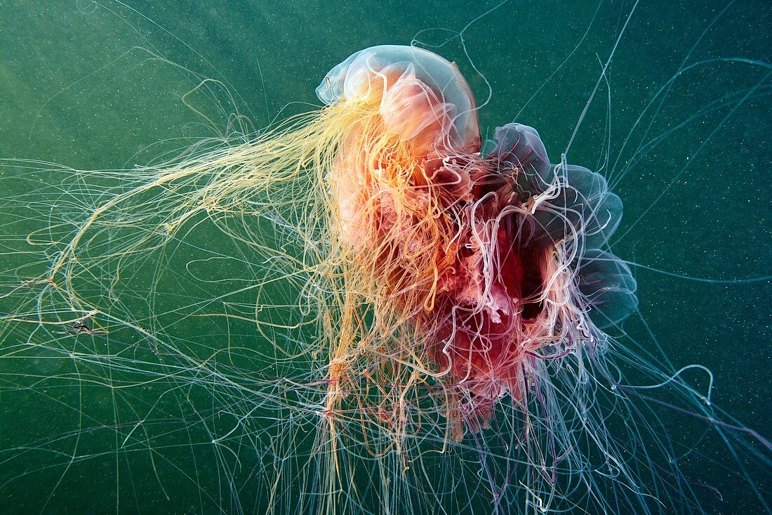 Lion's mane jellyfish cannibalism