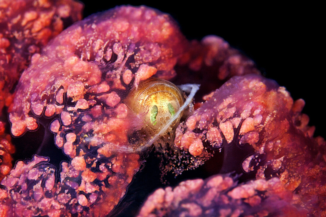 Amphipod inside a jellyfish