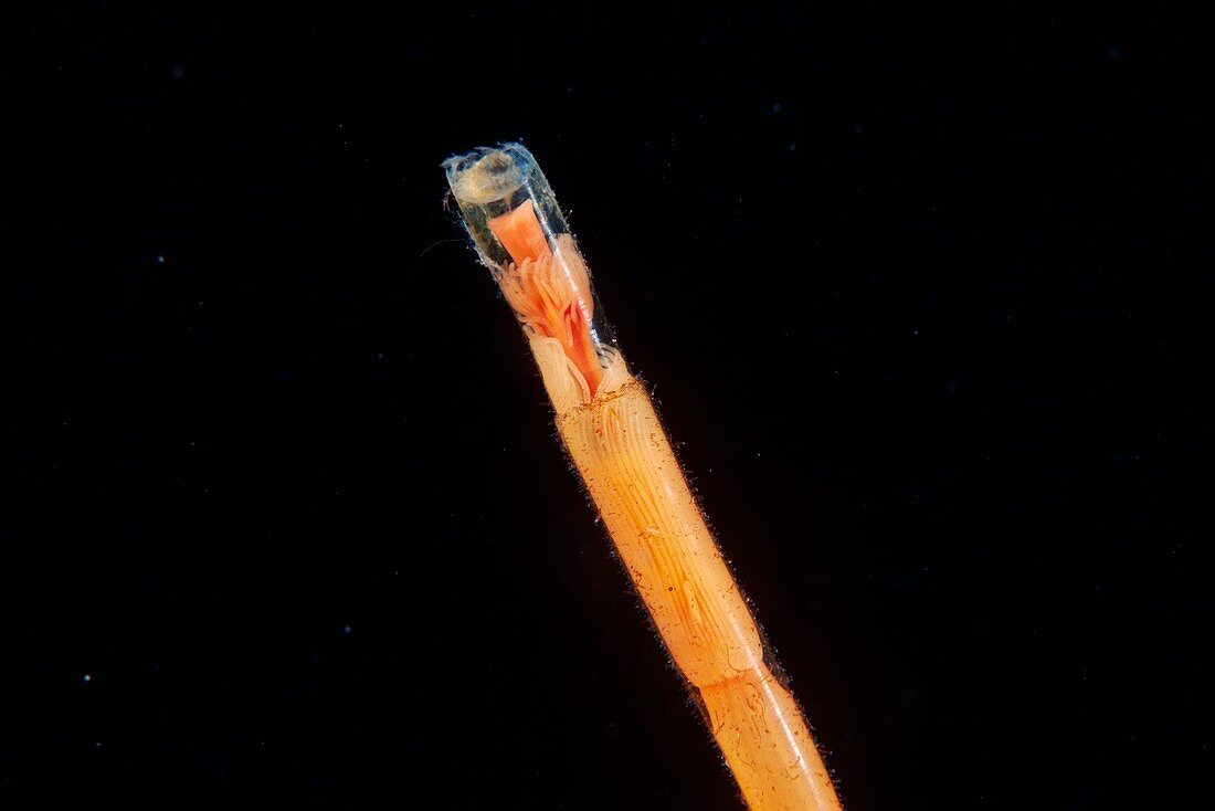 Tubularia hydroid, with polyps retracted