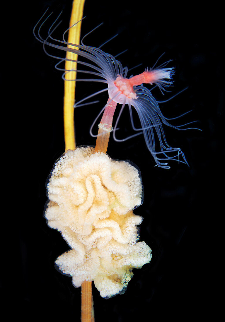 Tubularia hydroid with sea slug eggs