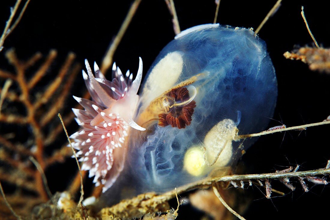 Flabellina nudibranch on an ascidean