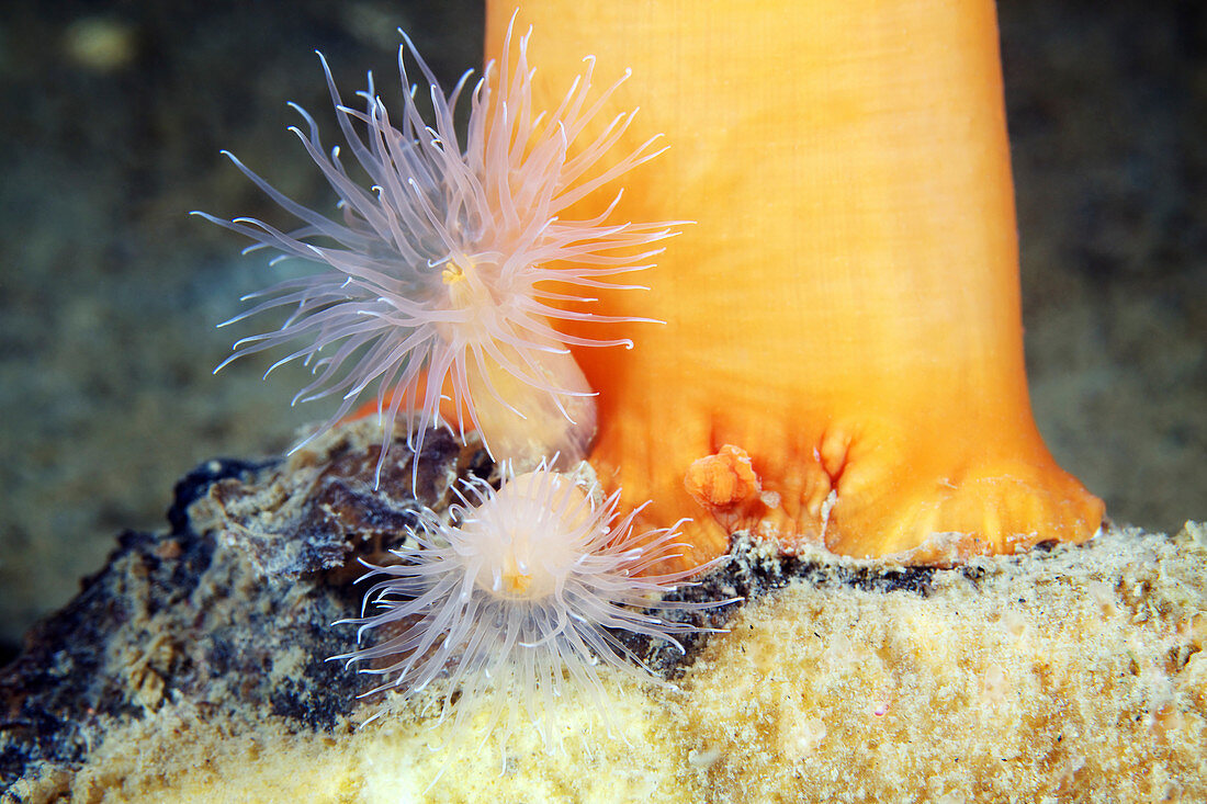 Metridium senile sea anemones