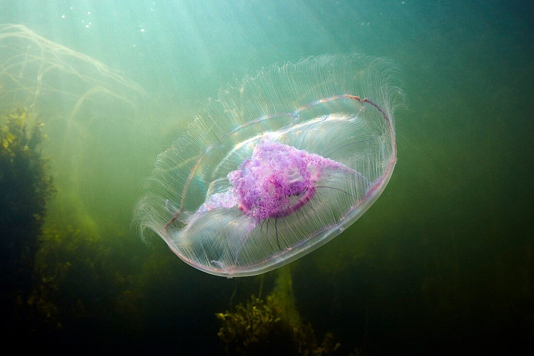 Moon jellyfish in sunlight