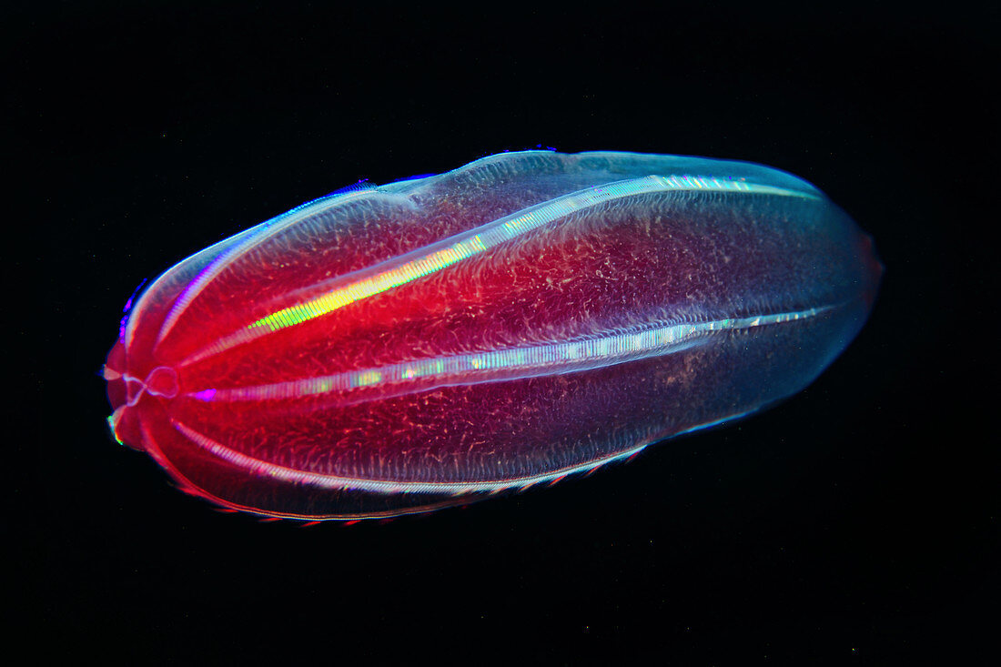 Beroe comb jelly