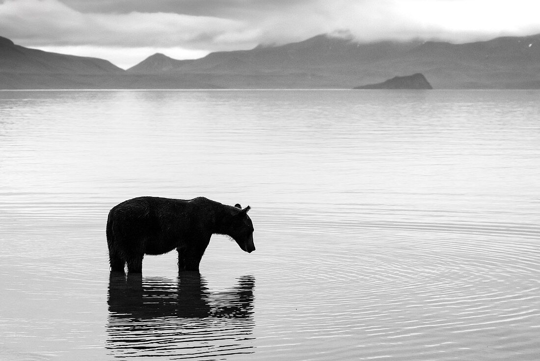 Kamchatka Brown Bear on lake shore