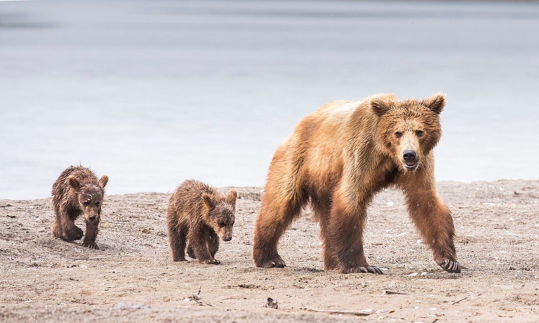 Kamchatka Brown Bear with two cubs
