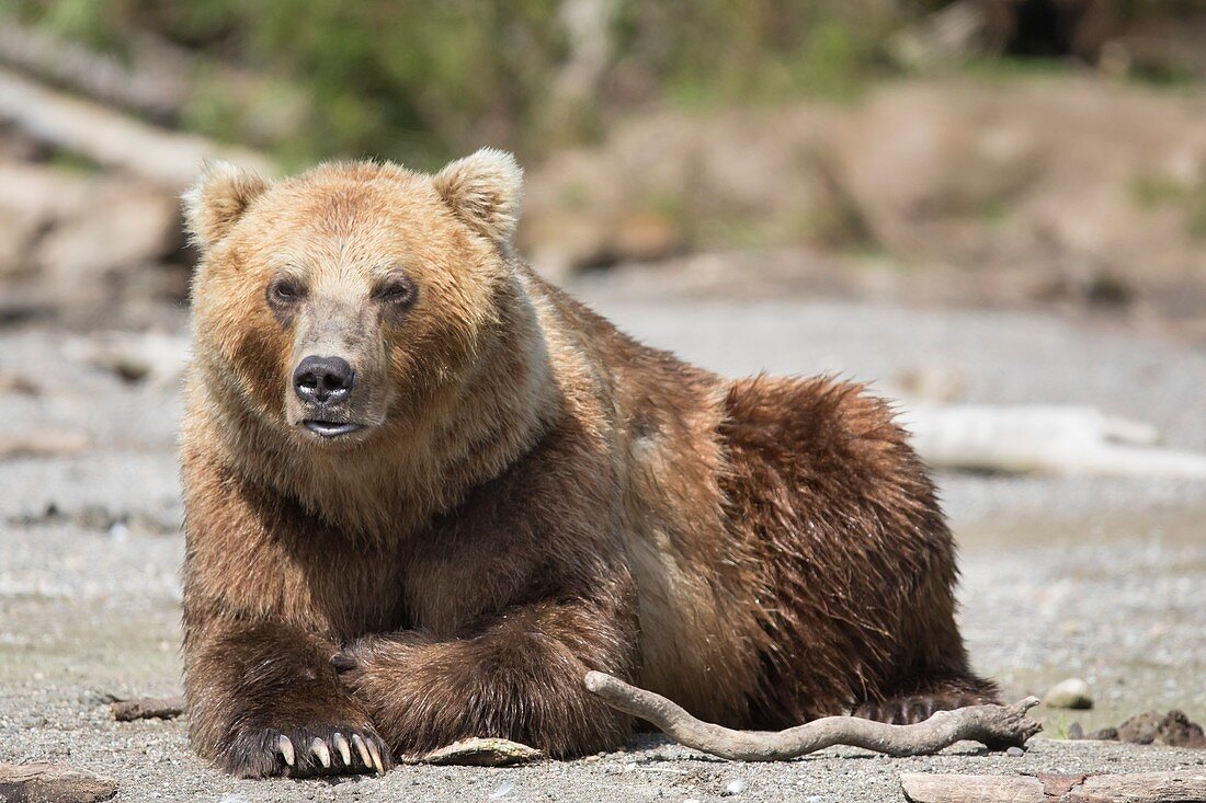 Male Kamchatka brown bear