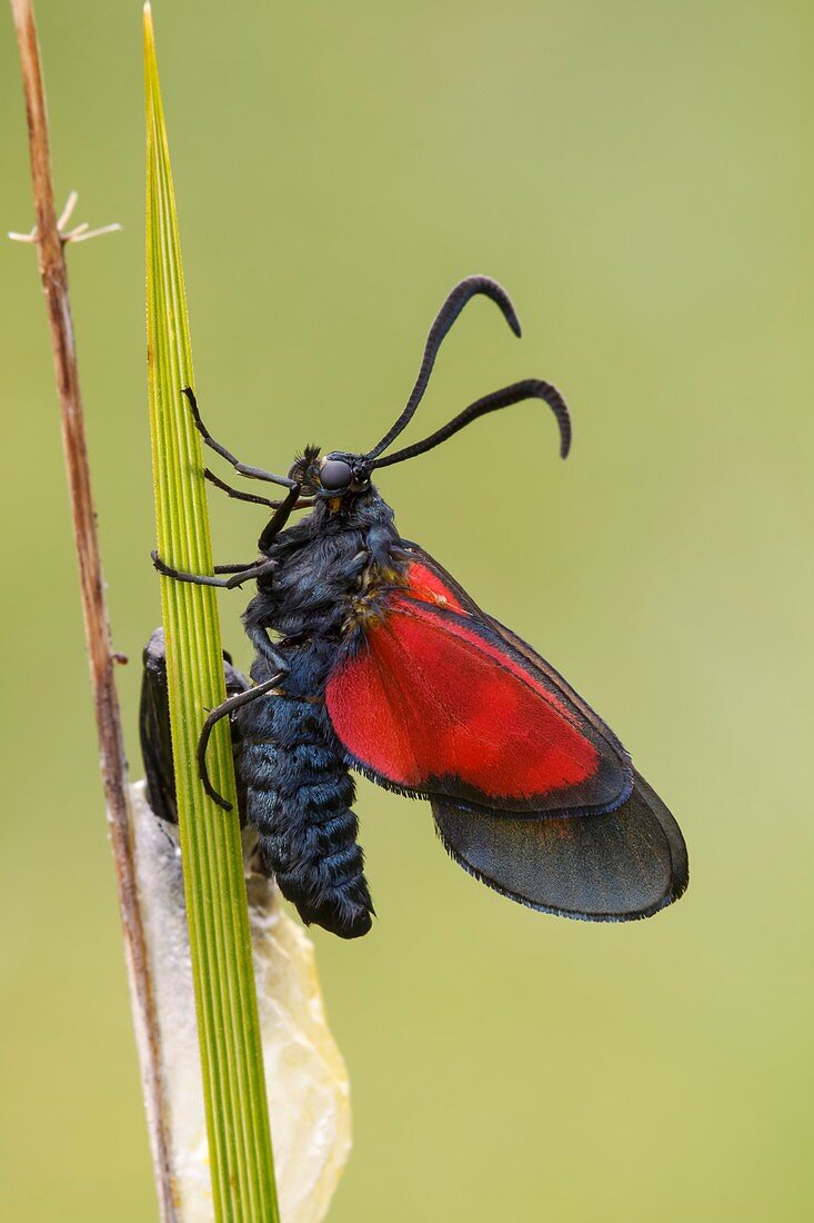 Five Spot Burnet Moth