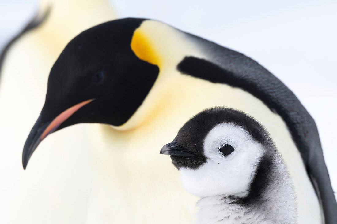 Emperor penguin and chick