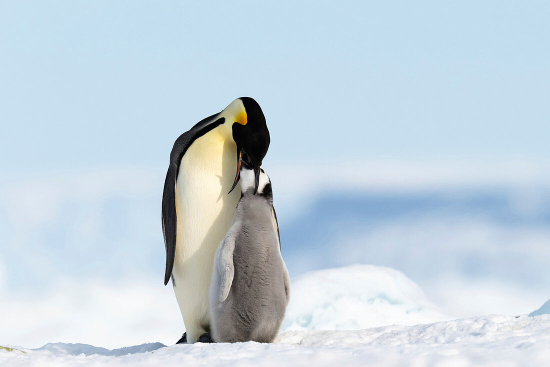 Emperor penguin feeding its chick