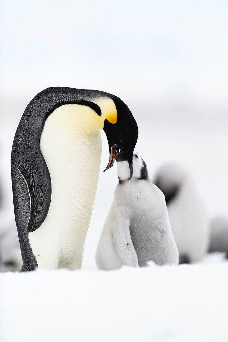 Emperor penguin feeding its chick