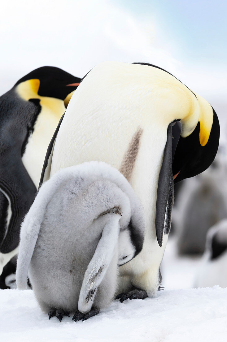 Emperor penguin and chick grooming