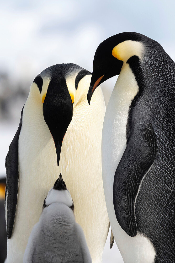 Emperor penguin pair and chick