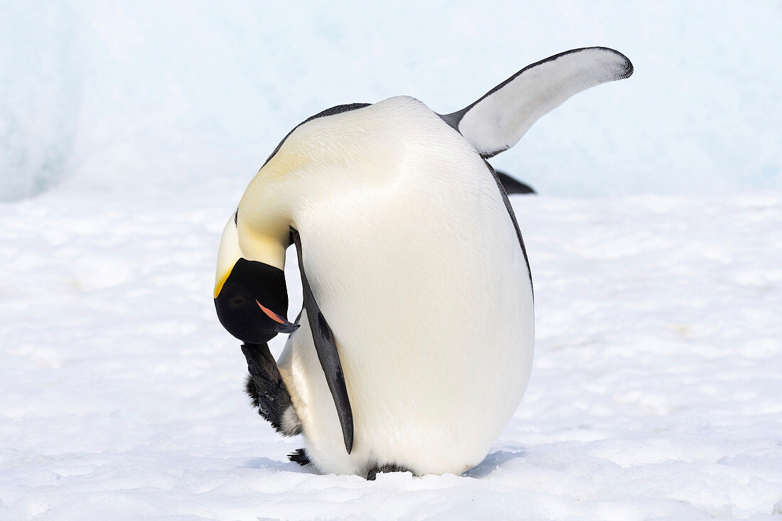 Emperor penguin scratching its head