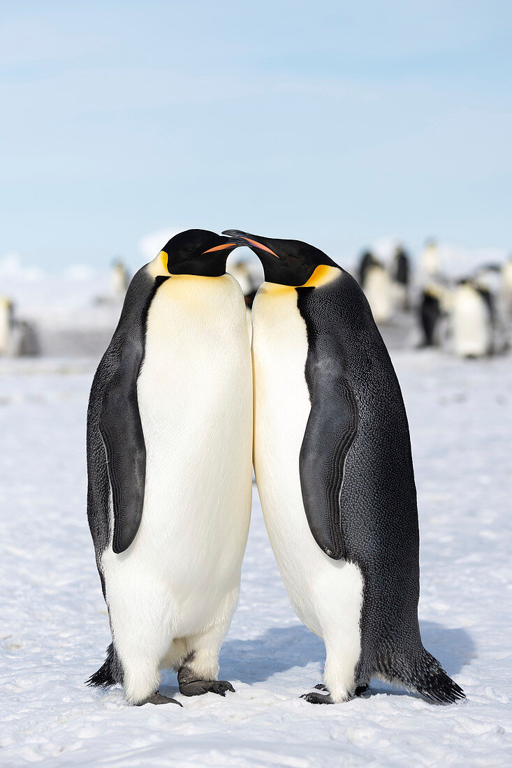 Emperor penguin breeding pair