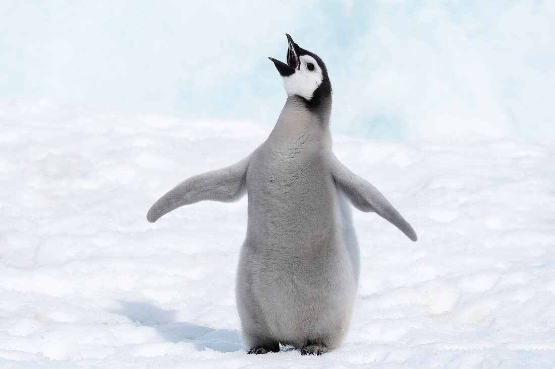 Emperor penguin chick vocalising