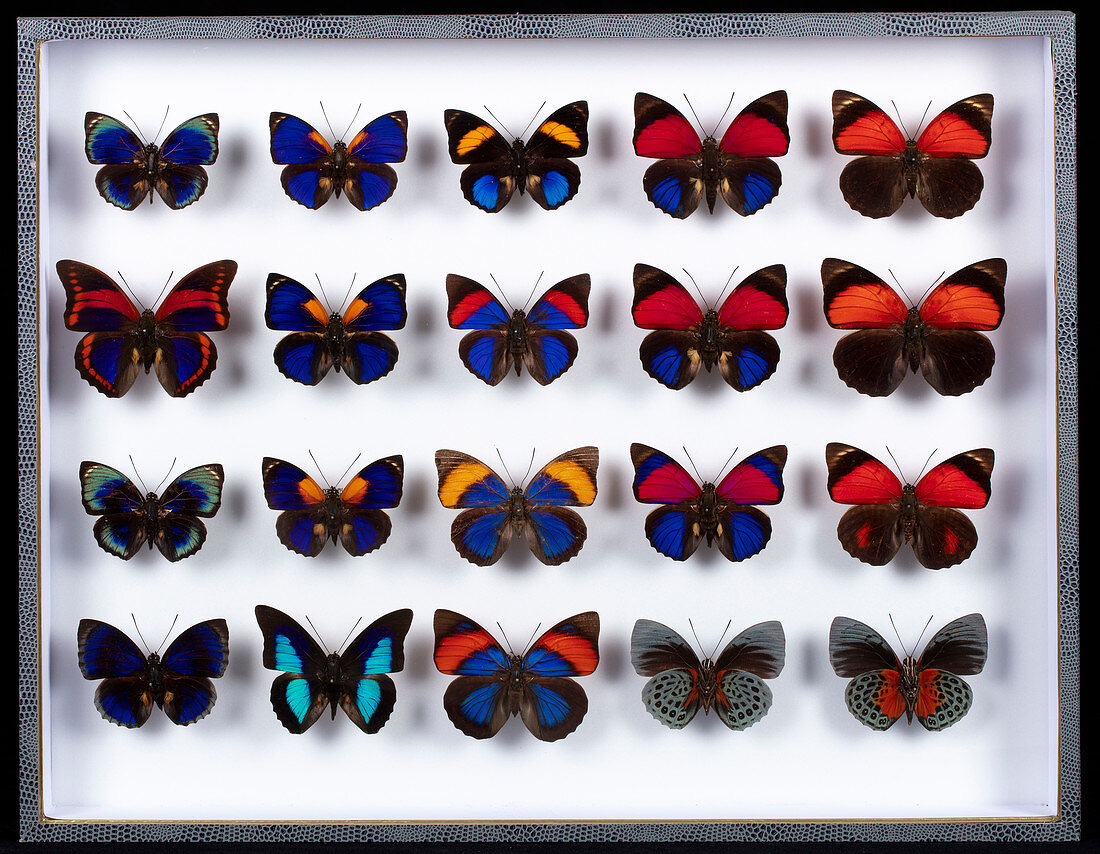 Nymphalid butterfly specimens
