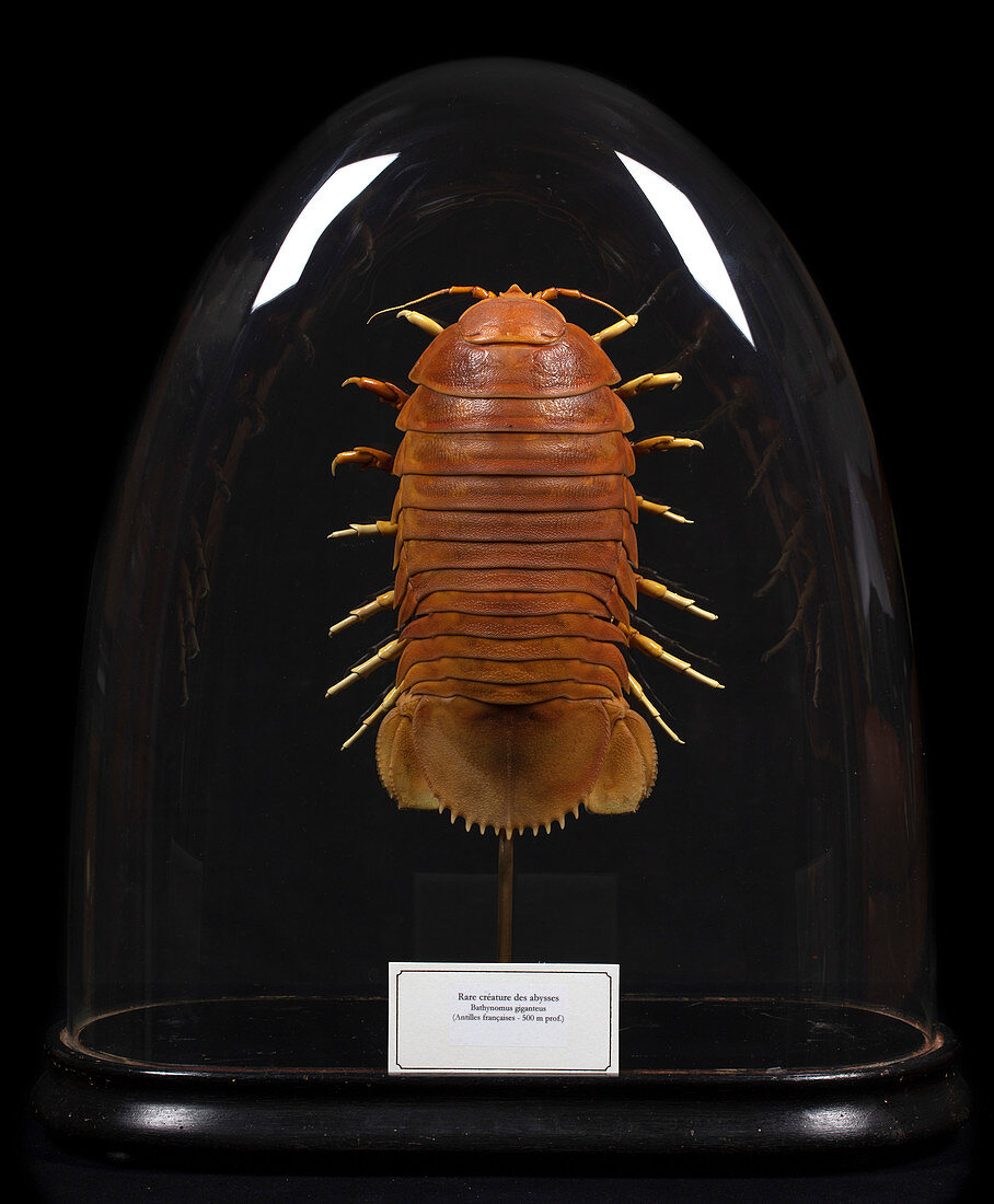 Giant isopod specimen