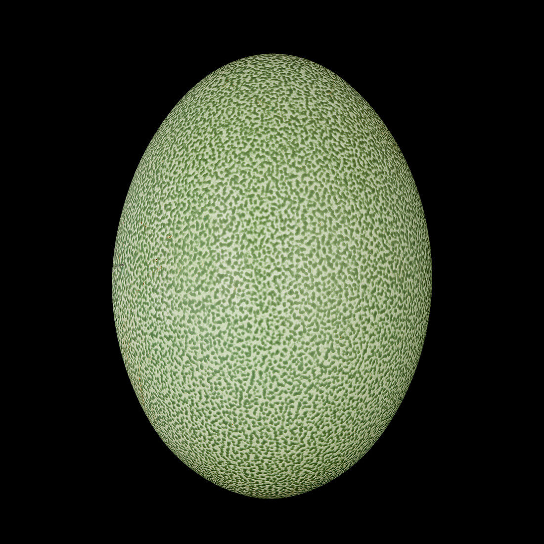 Cassowary egg