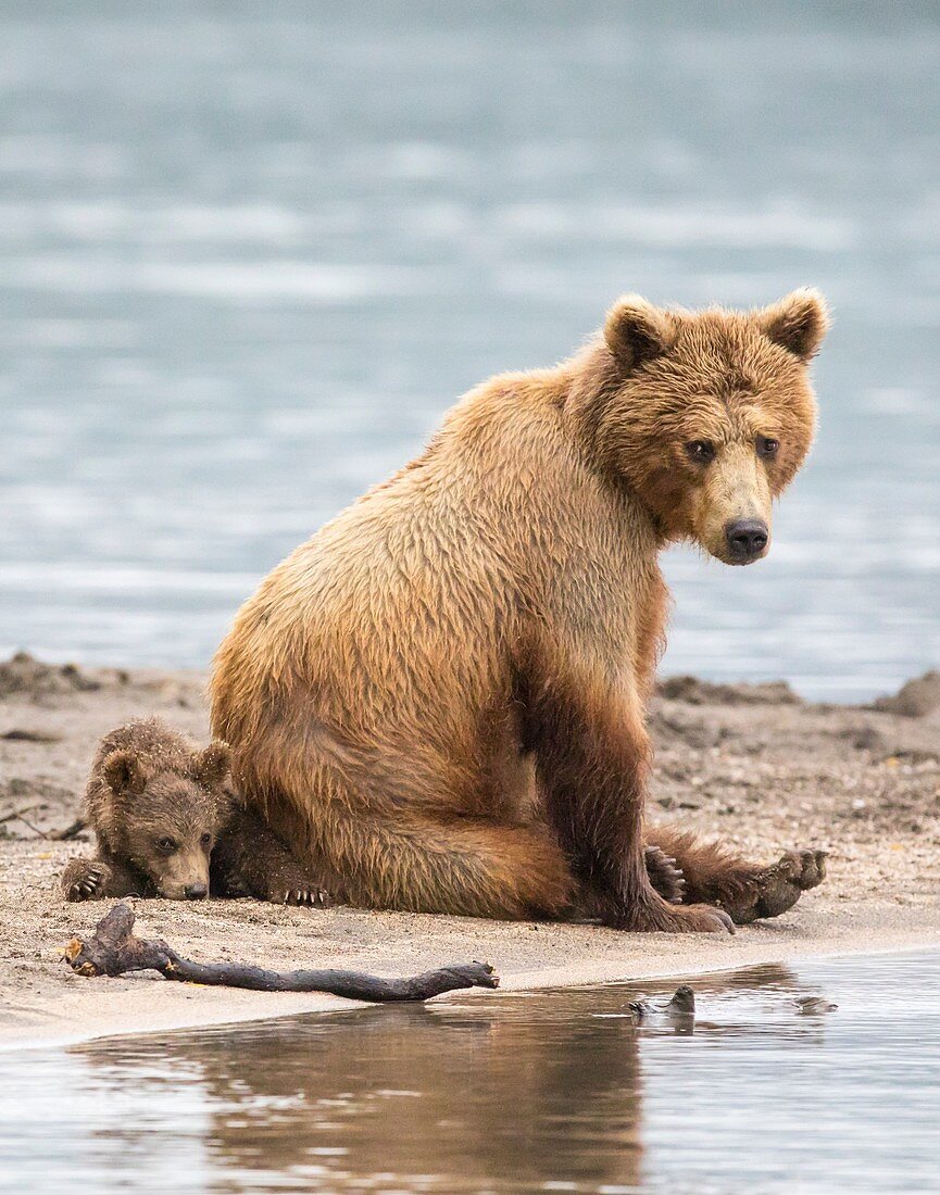 Kamchatka brown bear with a small cub