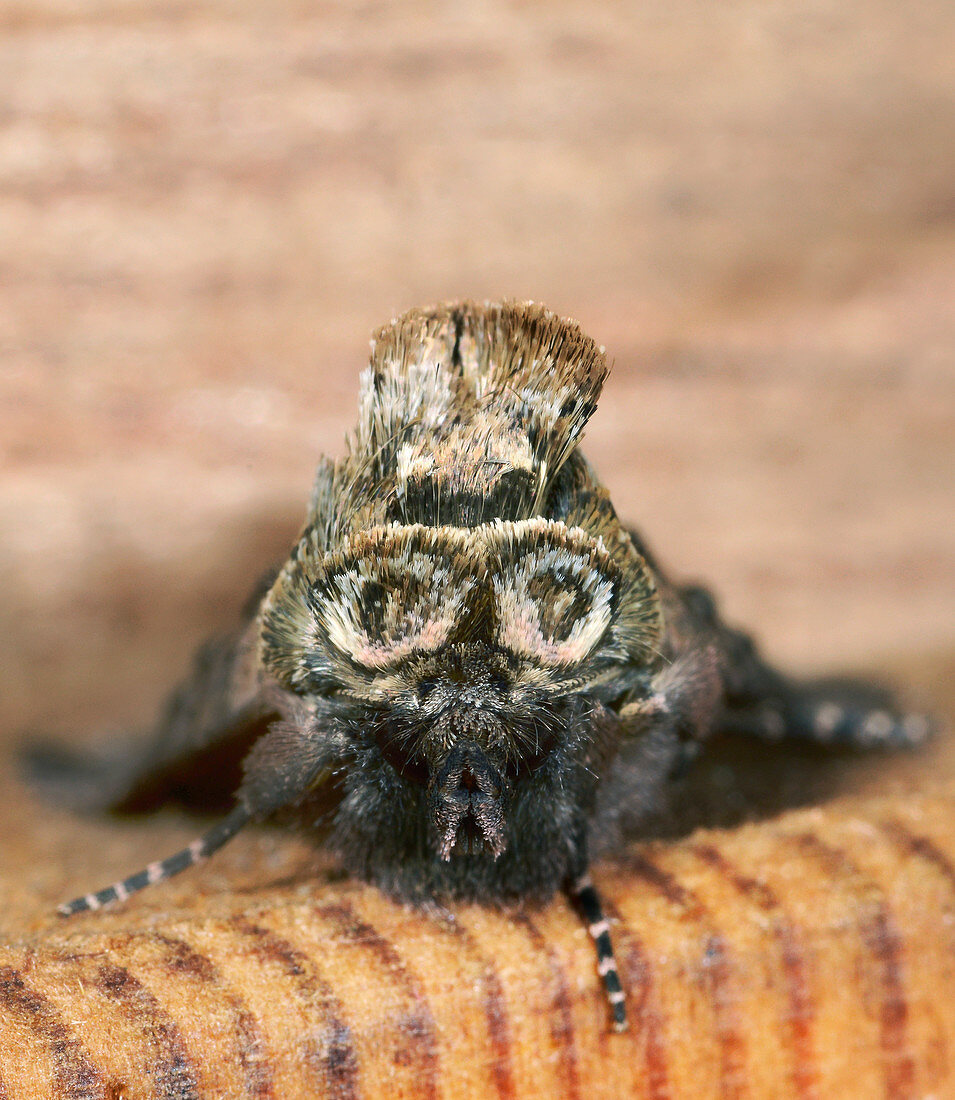 Spectacled moth head
