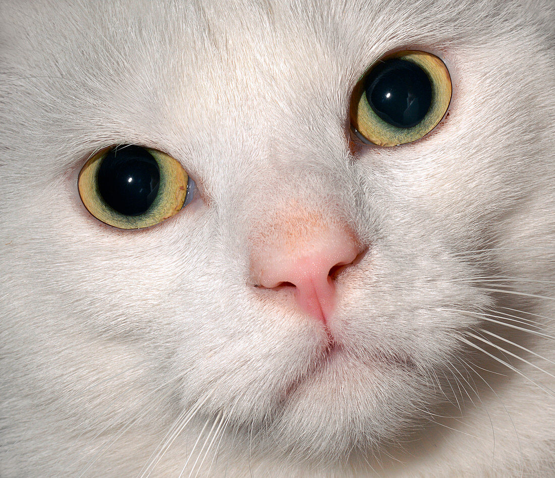 White domestic cat's face