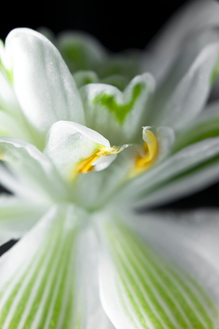 Double snowdrop, Galanthus nivalis
