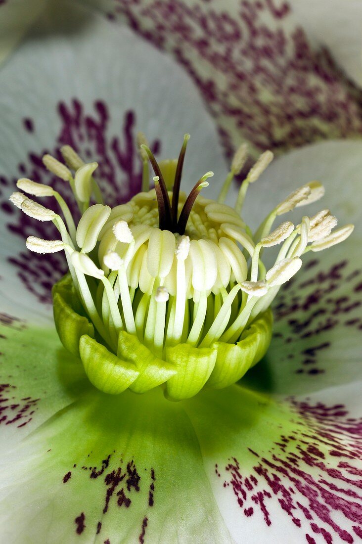 Helleborus orientalis flower structure