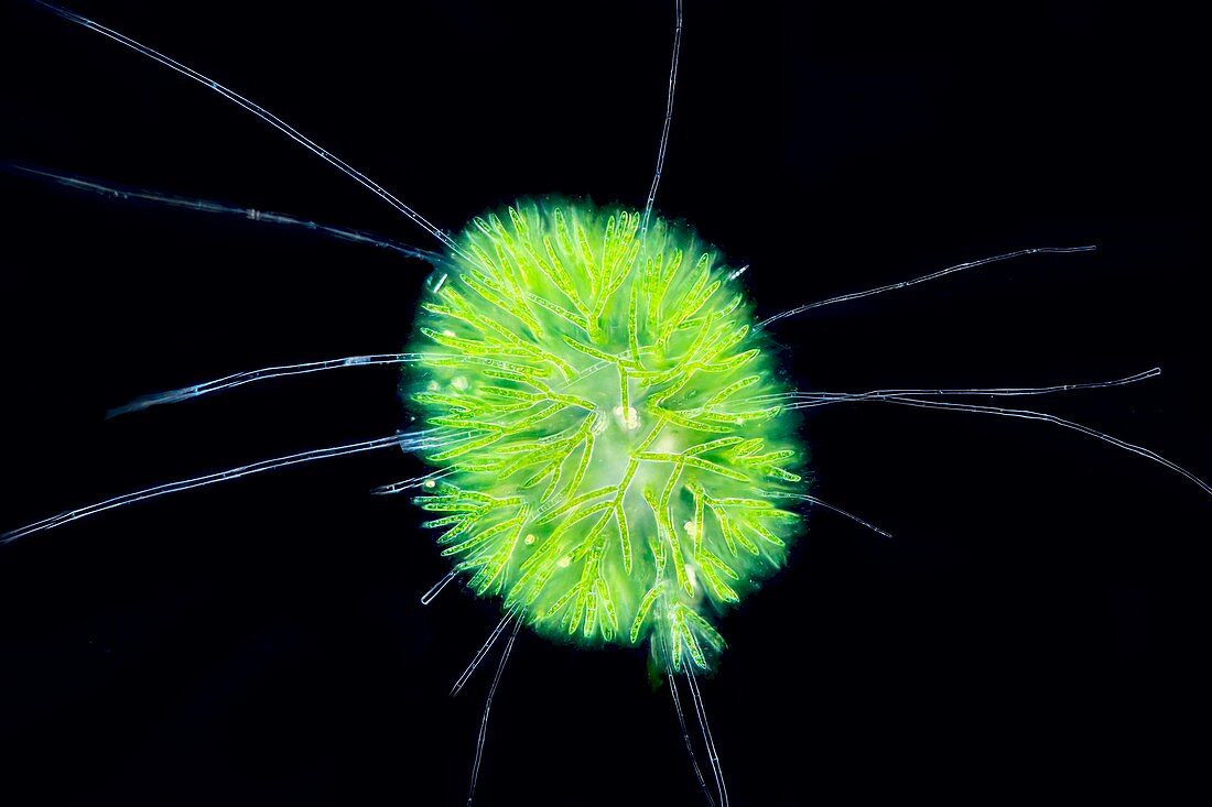 Chaerophora freshwater alga, light micrograph