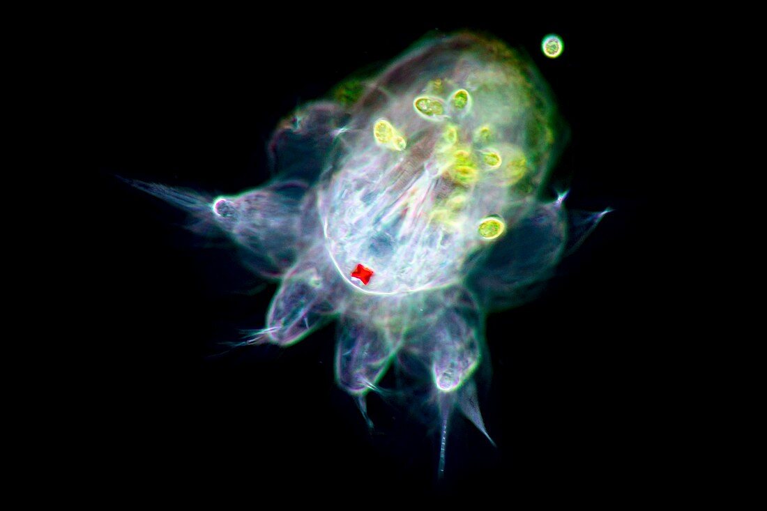 Copepod larva, nauplius, light micrograph