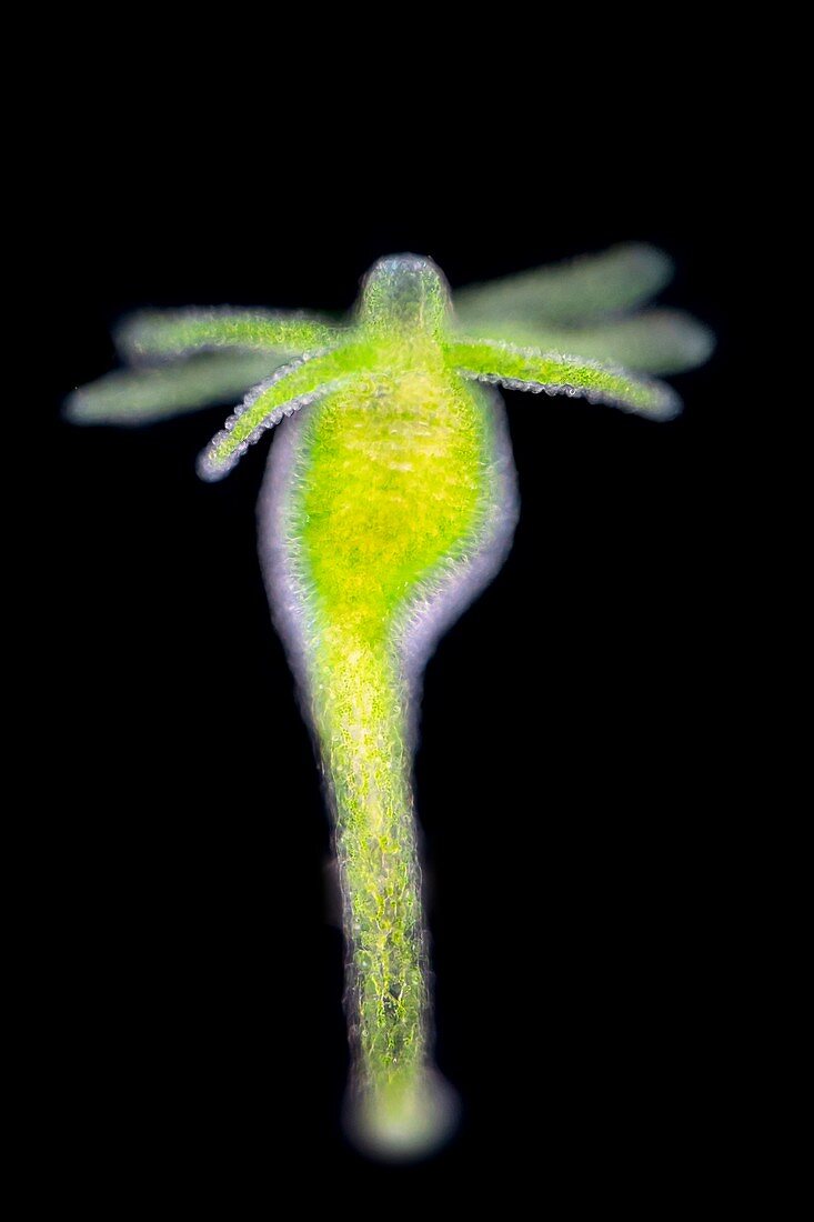 Green hydra, light micrograph