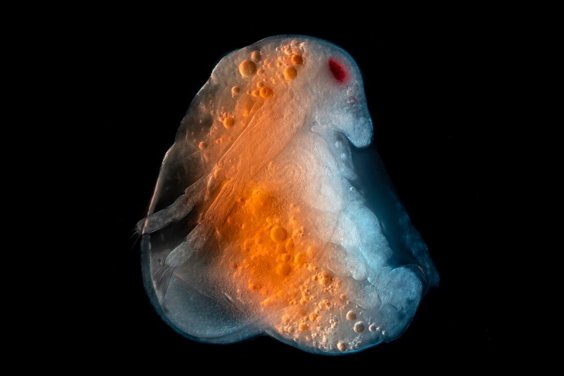 Water flea, light micrograph