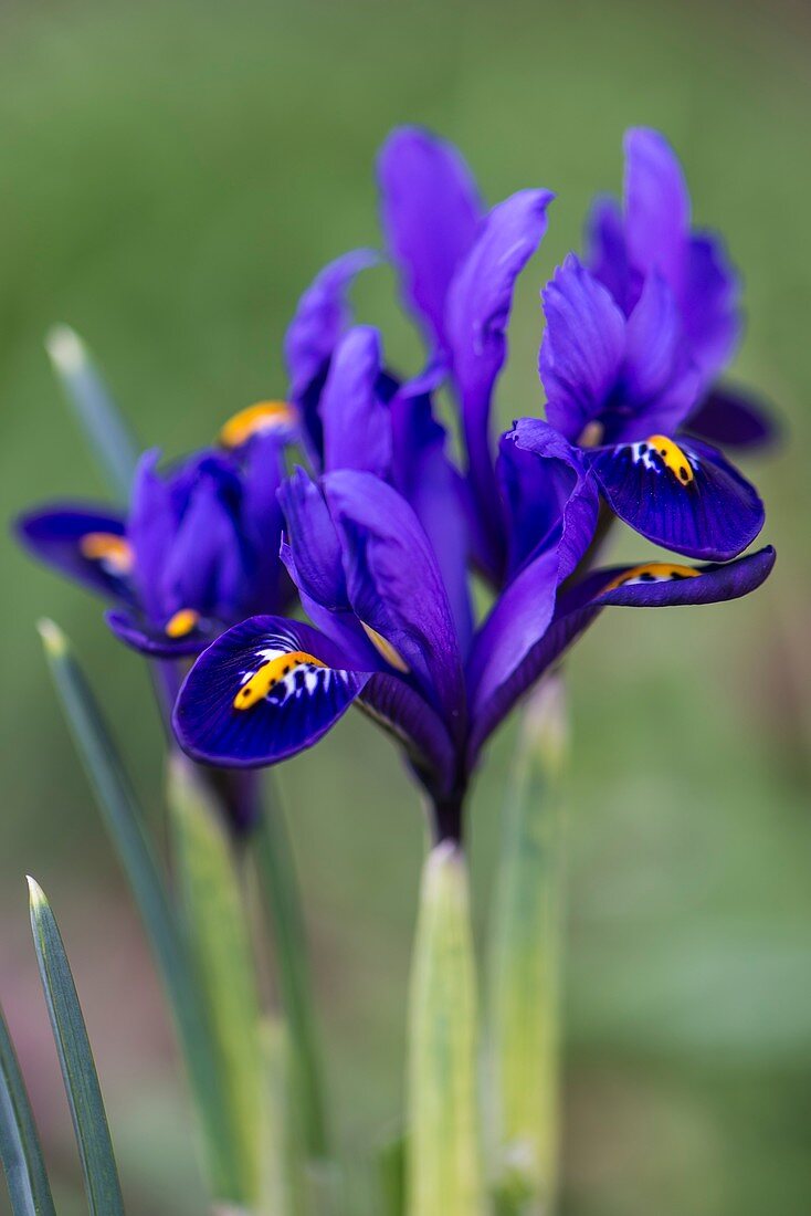 Iris reticulata 'Alida' flowers