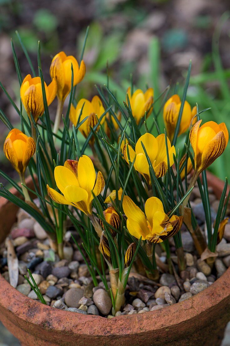 Crocus 'Gypsy Girl' flowers