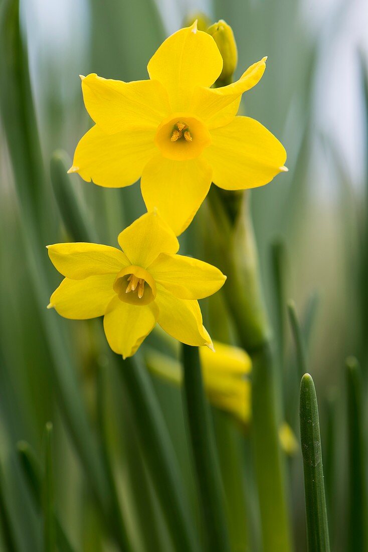 Narcissus 'Baby Boomer' flowers